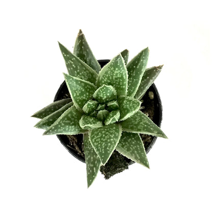 Succulent, 2in, Gasteria Green Ice - Floral Acres Greenhouse & Garden Centre