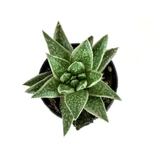 Load image into Gallery viewer, Succulent, 2in, Gasteria Green Ice - Floral Acres Greenhouse &amp; Garden Centre
