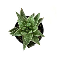Succulent, 2in, Gasteria Green Ice - Floral Acres Greenhouse & Garden Centre