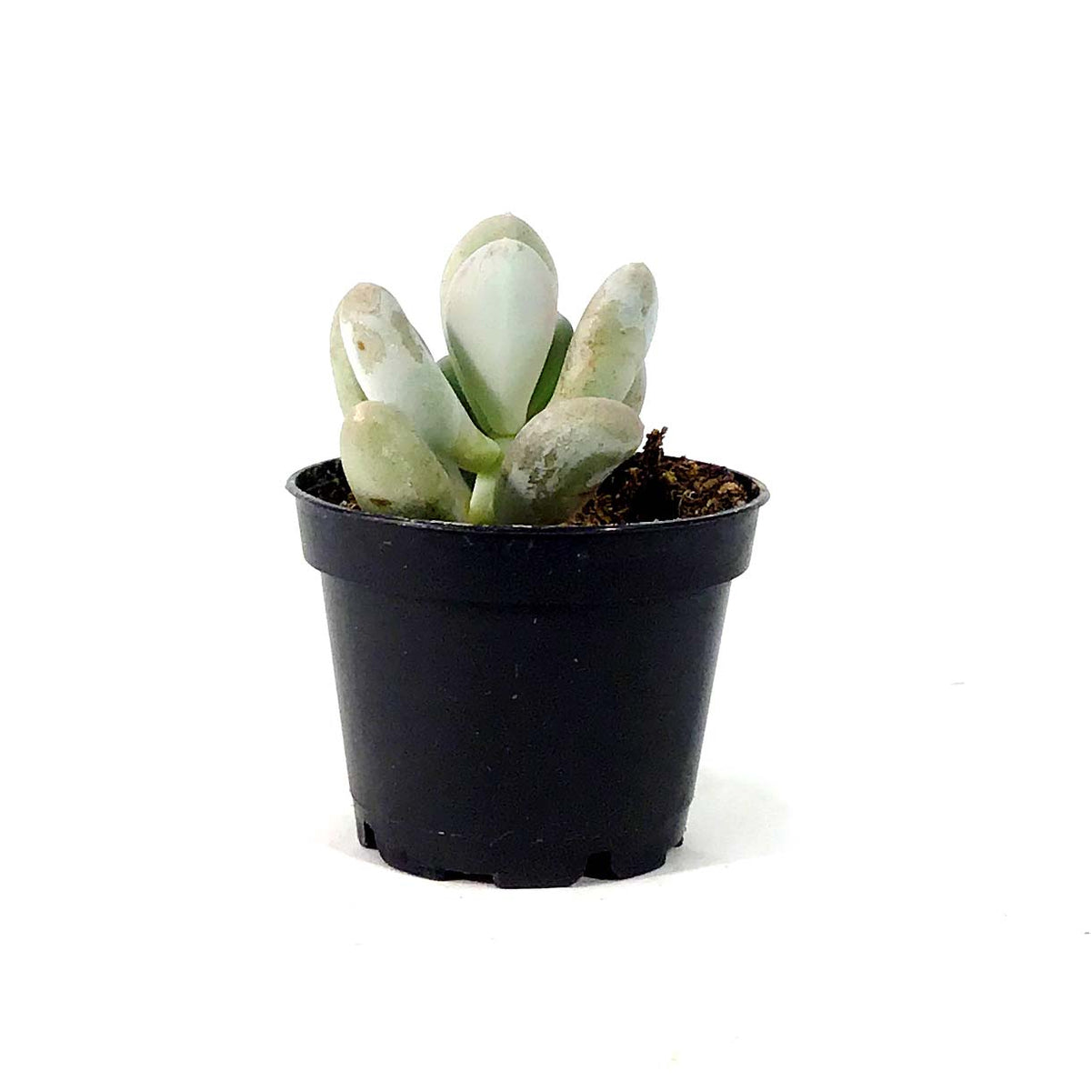 Succulent, 2in, Pachyphytum Blue Haze - Floral Acres Greenhouse & Garden Centre