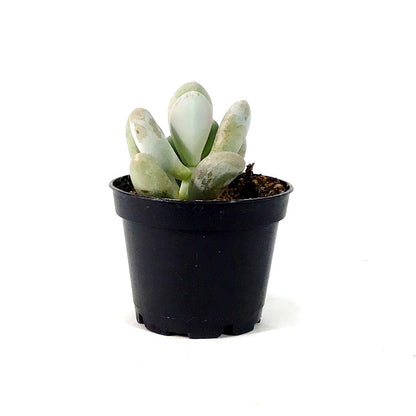 Succulent, 2in, Pachyphytum Blue Haze - Floral Acres Greenhouse & Garden Centre