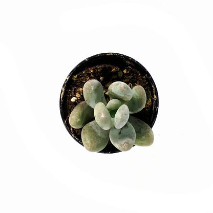 Succulent, 2in, Pachyphytum Blue Haze - Floral Acres Greenhouse & Garden Centre