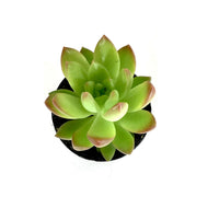 Succulent, 2in, Sedum Adolphii - Floral Acres Greenhouse & Garden Centre