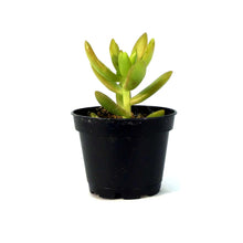 Load image into Gallery viewer, Succulent, 2in, Sedum Coppertone - Floral Acres Greenhouse &amp; Garden Centre
