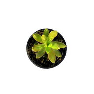 Succulent, 2in, Sedum Coppertone - Floral Acres Greenhouse & Garden Centre