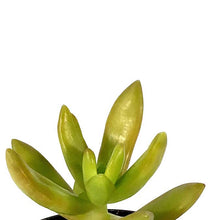 Load image into Gallery viewer, Succulent, 2in, Sedum Coppertone - Floral Acres Greenhouse &amp; Garden Centre
