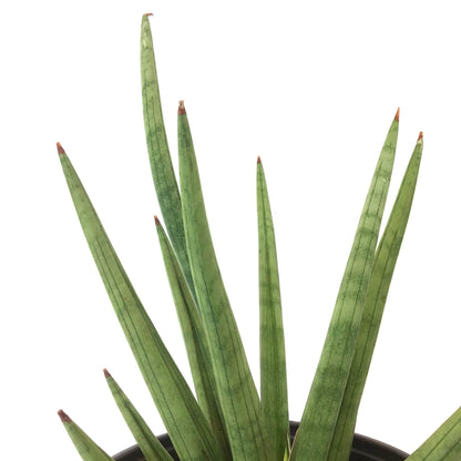 Sansevieria, 8in, Bob - Floral Acres Greenhouse & Garden Centre