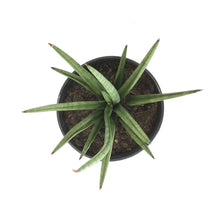 Load image into Gallery viewer, Sansevieria, 8in, Bob - Floral Acres Greenhouse &amp; Garden Centre
