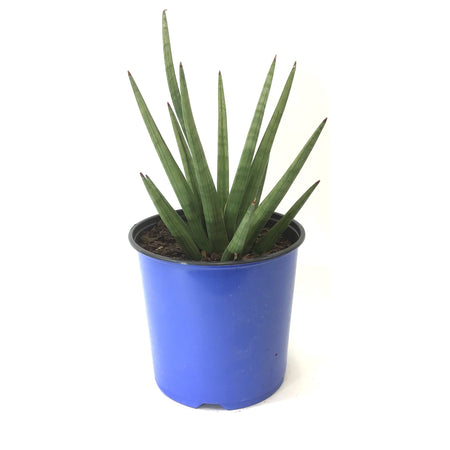 Sansevieria, 8in, Bob - Floral Acres Greenhouse & Garden Centre