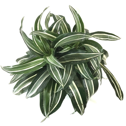 Dracaena, 8in, Jade Jewel