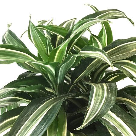 Dracaena, 8in, Jade Jewel