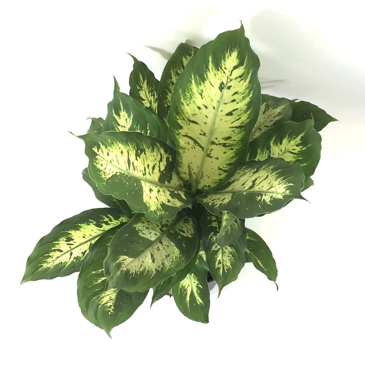 Dieffenbachia, 8in, Splash - Floral Acres Greenhouse & Garden Centre