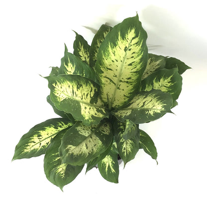 Dieffenbachia, 8in, Splash - Floral Acres Greenhouse & Garden Centre