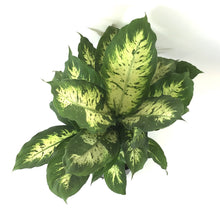 Load image into Gallery viewer, Dieffenbachia, 8in, Splash - Floral Acres Greenhouse &amp; Garden Centre
