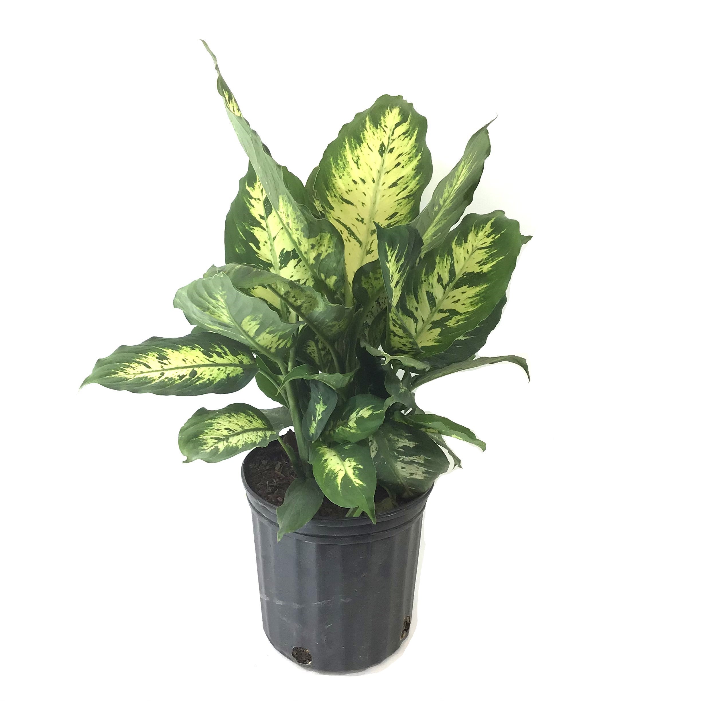 splash dieffenbachia Dieffenbachia, 8in, Splash – Floral Acres Greenhouse & Garden Centre