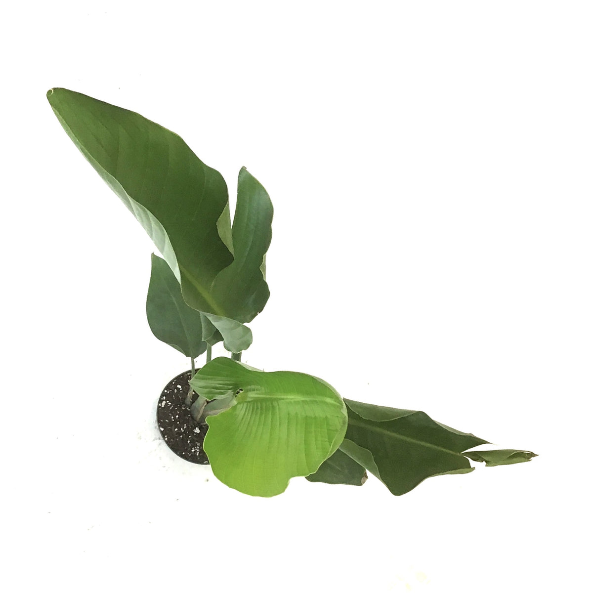 Bird of Paradise, 6in, White - Floral Acres Greenhouse & Garden Centre