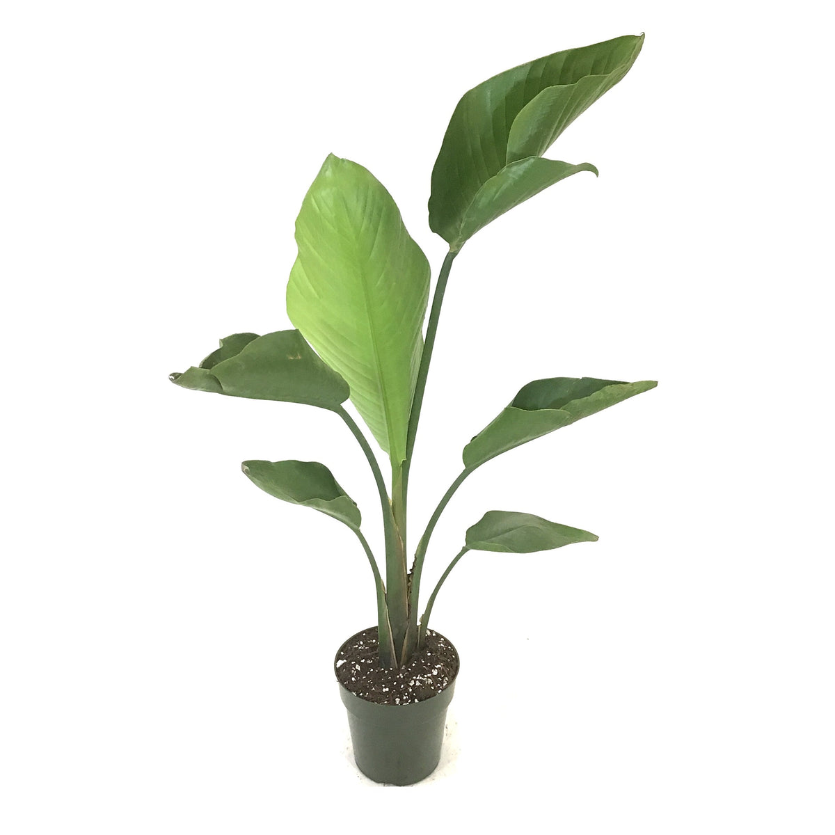 Bird of Paradise, 6in, White - Floral Acres Greenhouse & Garden Centre