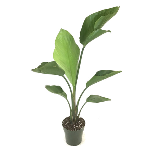 Bird of Paradise, 6in, White - Floral Acres Greenhouse & Garden Centre