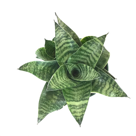 Sansevieria, 6in, Hahnii Gilt Edge - Floral Acres Greenhouse & Garden Centre
