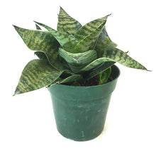 Load image into Gallery viewer, Sansevieria, 6in, Hahnii Gilt Edge - Floral Acres Greenhouse &amp; Garden Centre
