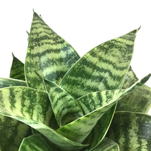 Load image into Gallery viewer, Sansevieria, 6in, Hahnii Gilt Edge - Floral Acres Greenhouse &amp; Garden Centre
