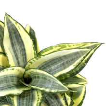 Load image into Gallery viewer, Sansevieria, 6in, Hahnii Golden - Floral Acres Greenhouse &amp; Garden Centre
