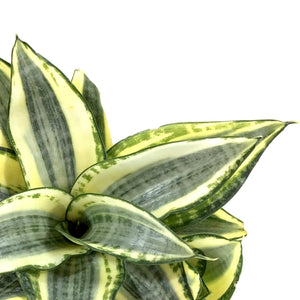 Sansevieria, 6in, Hahnii Golden - Floral Acres Greenhouse & Garden Centre