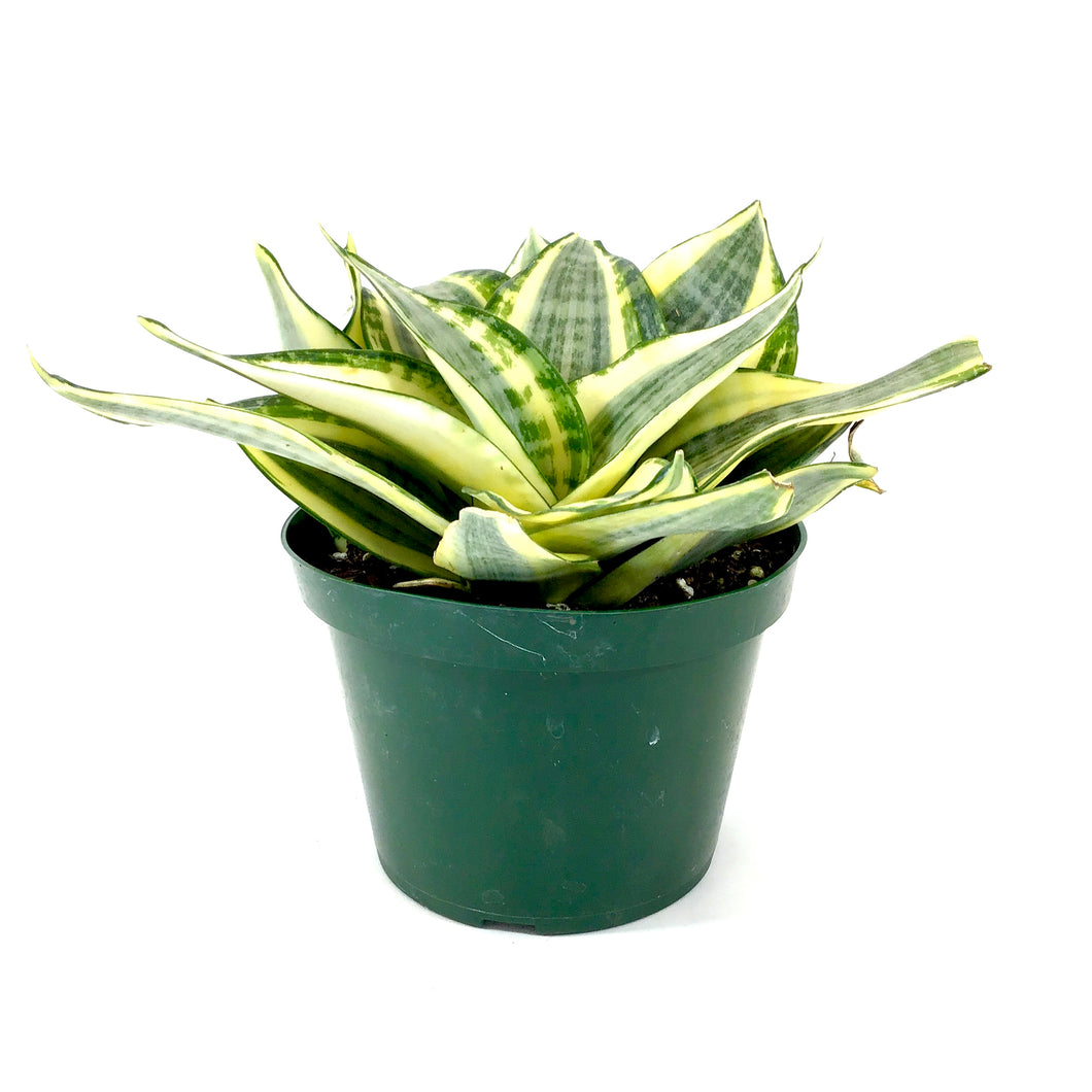 Sansevieria, 6in, Hahnii Golden - Floral Acres Greenhouse & Garden Centre