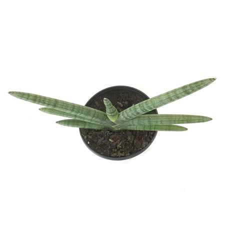 Sansevieria, 6in, Boncel - Floral Acres Greenhouse & Garden Centre