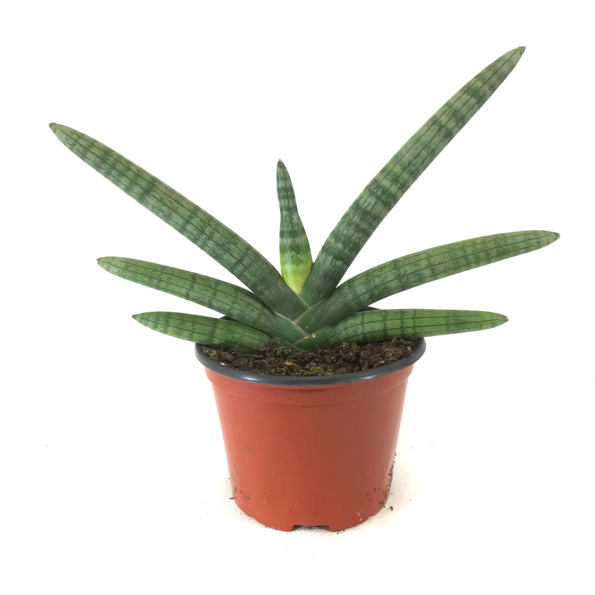 Sansevieria, 6in, Boncel - Floral Acres Greenhouse & Garden Centre