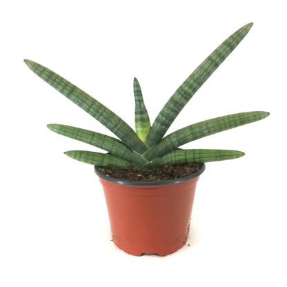 Sansevieria, 6in, Boncel - Floral Acres Greenhouse & Garden Centre