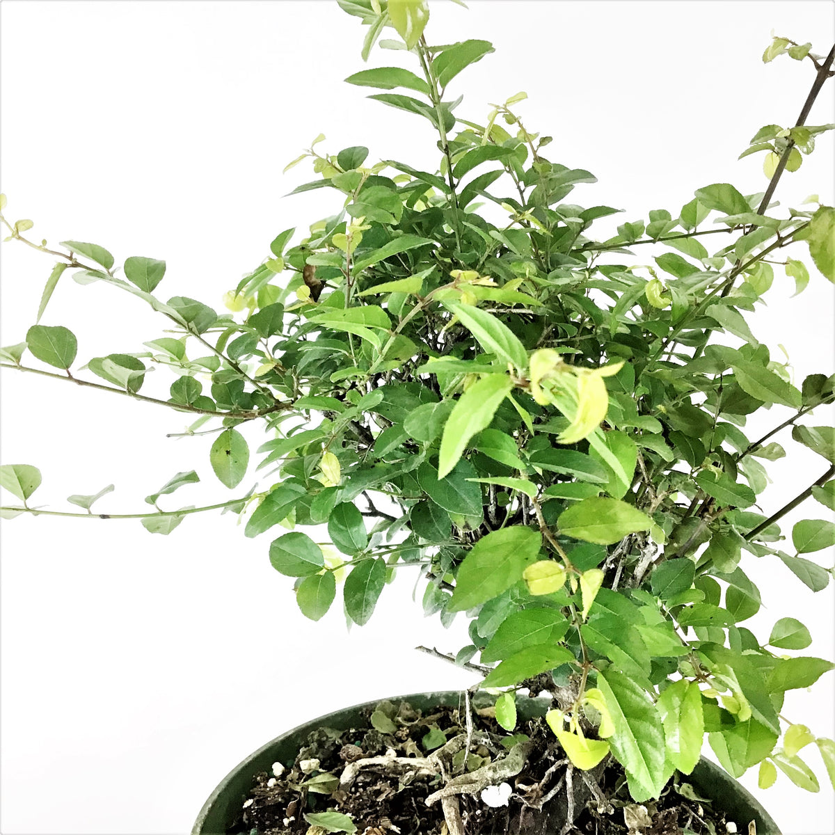 Bonsai, 6in, Sageretia Theezans Stump - Floral Acres Greenhouse & Garden Centre