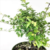 Bonsai, 6in, Sageretia Theezans Stump - Floral Acres Greenhouse & Garden Centre