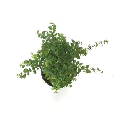 Bonsai, 6in, Sageretia Theezans Stump - Floral Acres Greenhouse & Garden Centre