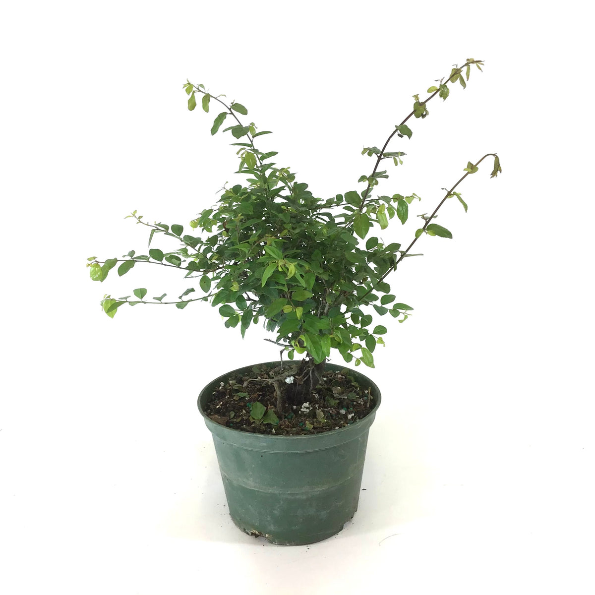 Bonsai, 6in, Sageretia Theezans Stump - Floral Acres Greenhouse & Garden Centre