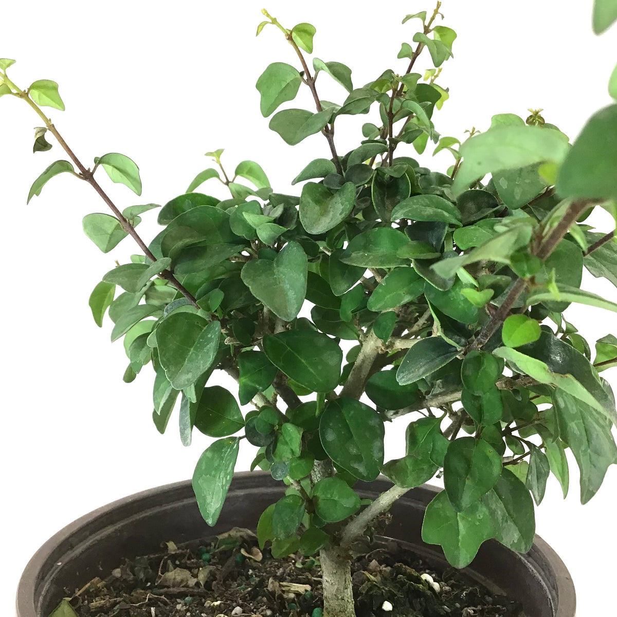 Bonsai, 6in, Parrot's Beak - Floral Acres Greenhouse & Garden Centre