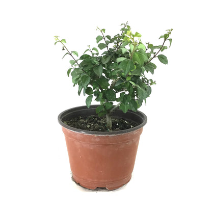 Bonsai, 6in, Parrot's Beak - Floral Acres Greenhouse & Garden Centre