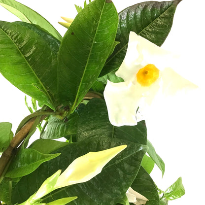 Mandevilla, 6in, White Bamboo Hoop - Floral Acres Greenhouse & Garden Centre