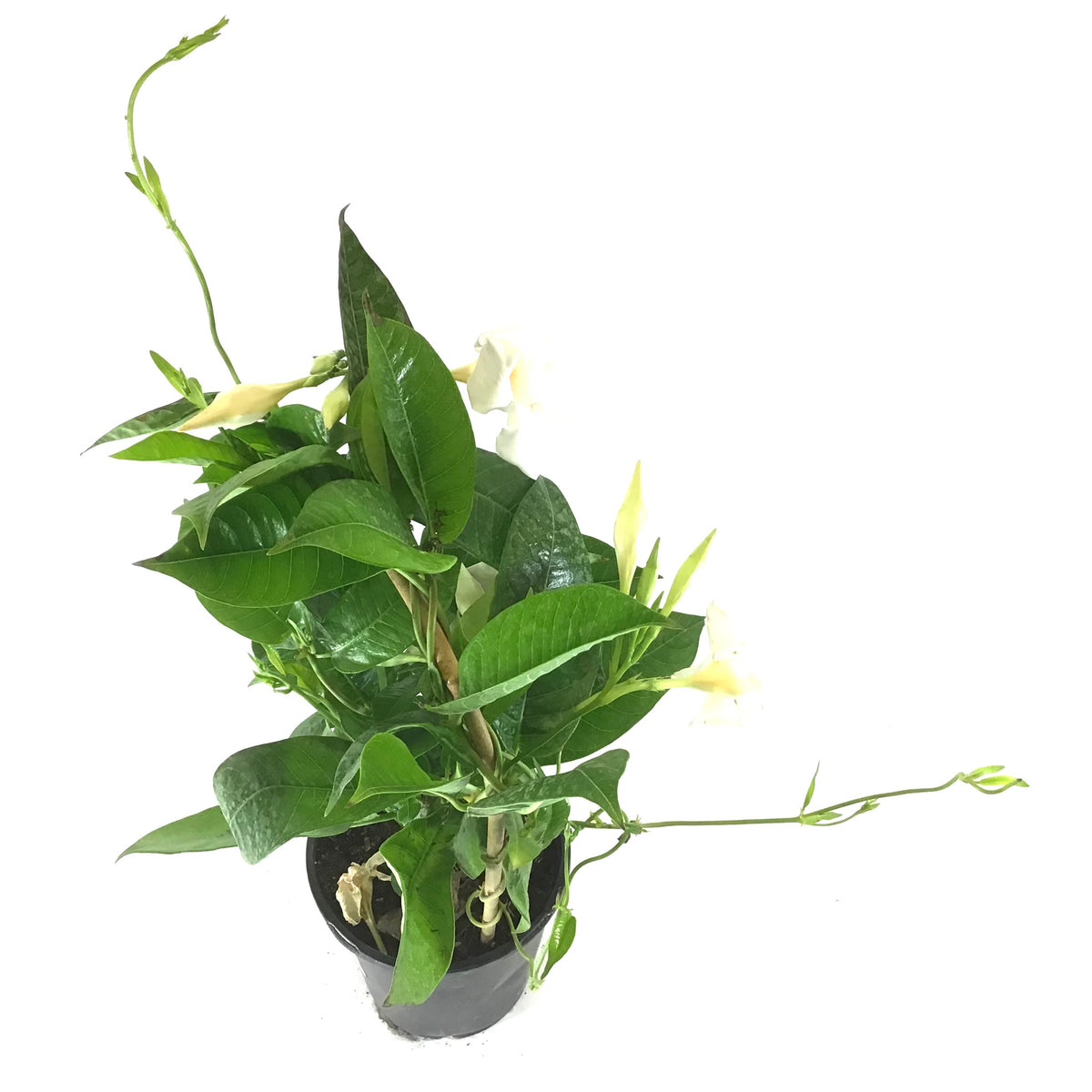 Mandevilla, 6in, White Bamboo Hoop - Floral Acres Greenhouse & Garden Centre