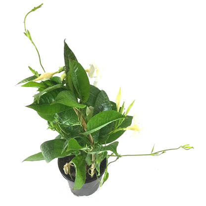 Mandevilla, 6in, White Bamboo Hoop - Floral Acres Greenhouse & Garden Centre