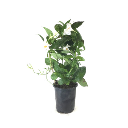 Mandevilla, 6in, White Bamboo Hoop - Floral Acres Greenhouse & Garden Centre