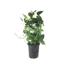 Load image into Gallery viewer, Mandevilla, 6in, White Bamboo Hoop - Floral Acres Greenhouse &amp; Garden Centre
