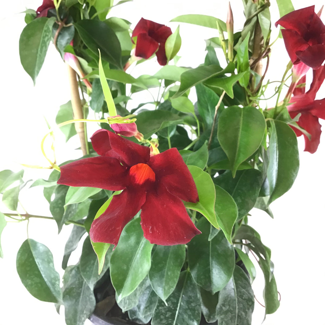 Mandevilla, 6in, Red Bamboo Hoop - Floral Acres Greenhouse & Garden Centre