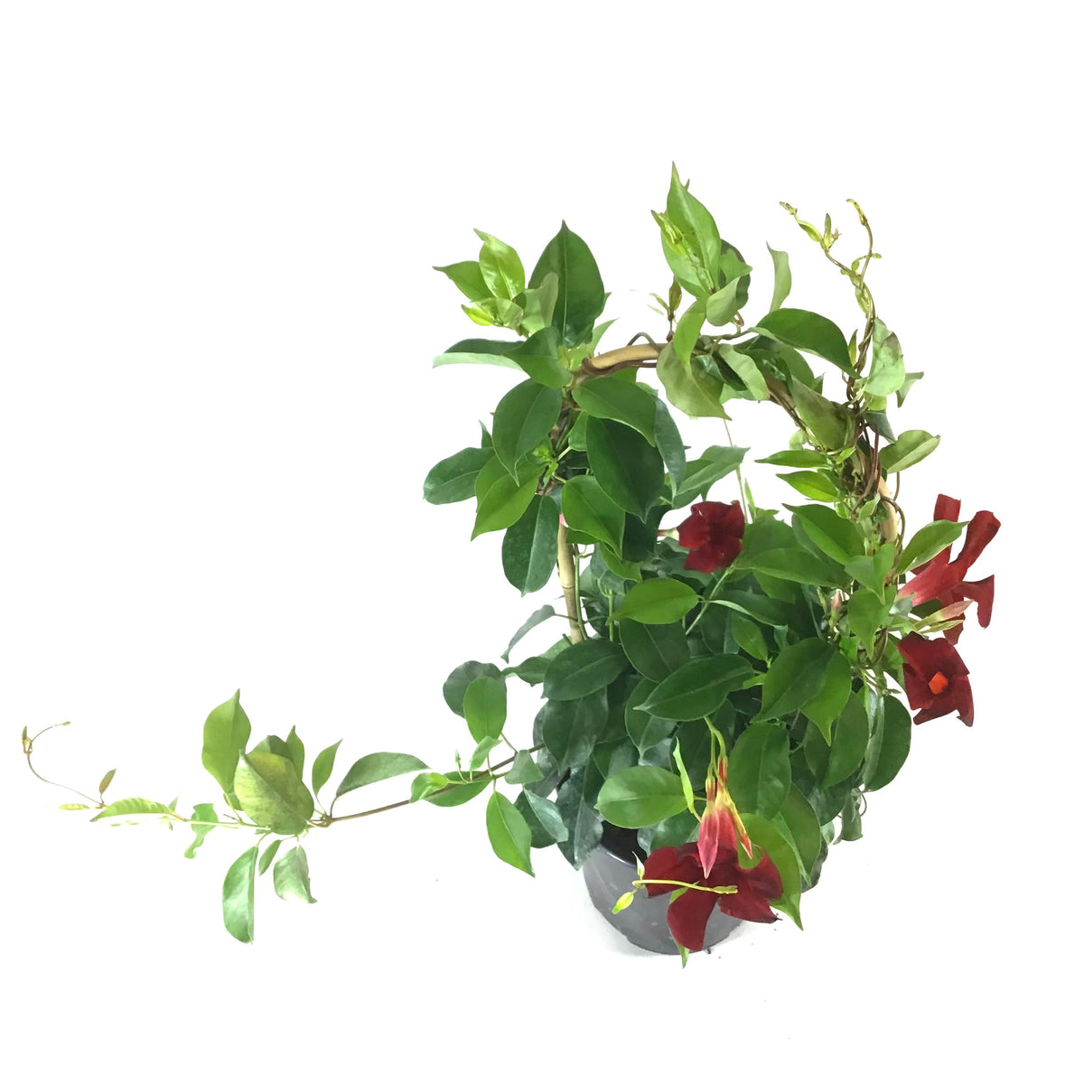 Mandevilla, 6in, Red Bamboo Hoop - Floral Acres Greenhouse & Garden Centre