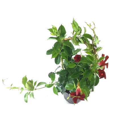 Mandevilla, 6in, Red Bamboo Hoop - Floral Acres Greenhouse & Garden Centre