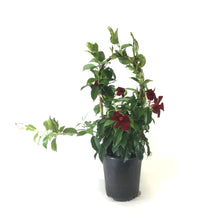 Load image into Gallery viewer, Mandevilla, 6in, Red Bamboo Hoop - Floral Acres Greenhouse &amp; Garden Centre
