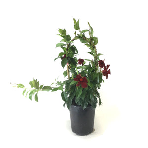 Mandevilla, 6in, Red Bamboo Hoop - Floral Acres Greenhouse & Garden Centre
