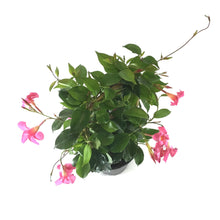 Load image into Gallery viewer, Mandevilla, 6in, Pink Bamboo Hoop - Floral Acres Greenhouse &amp; Garden Centre
