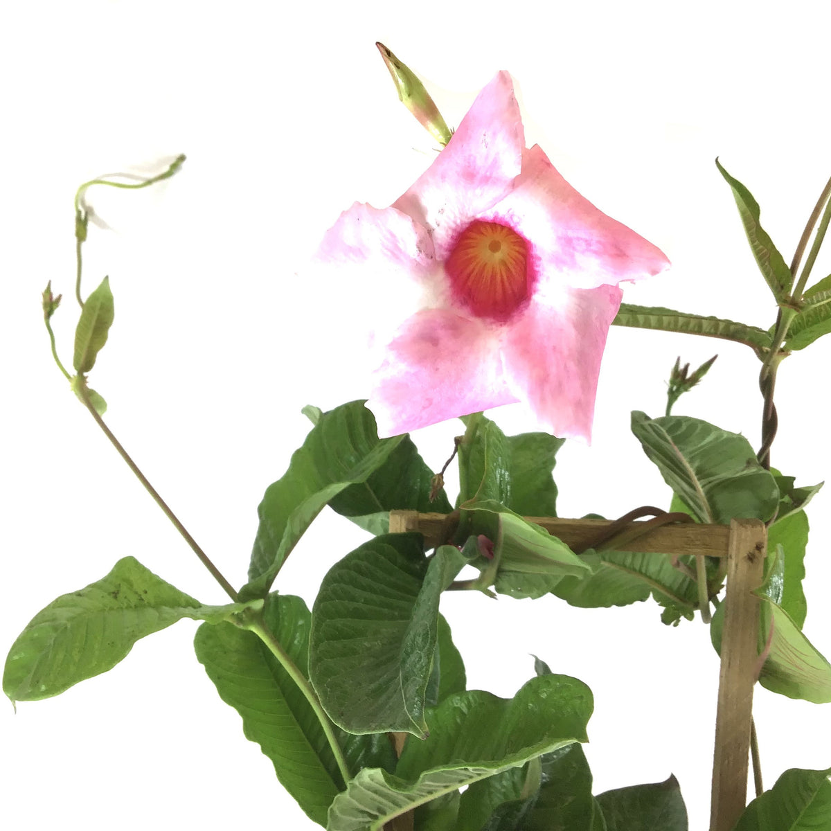 Mandevilla, 6in, Alice Du Pont - Floral Acres Greenhouse & Garden Centre