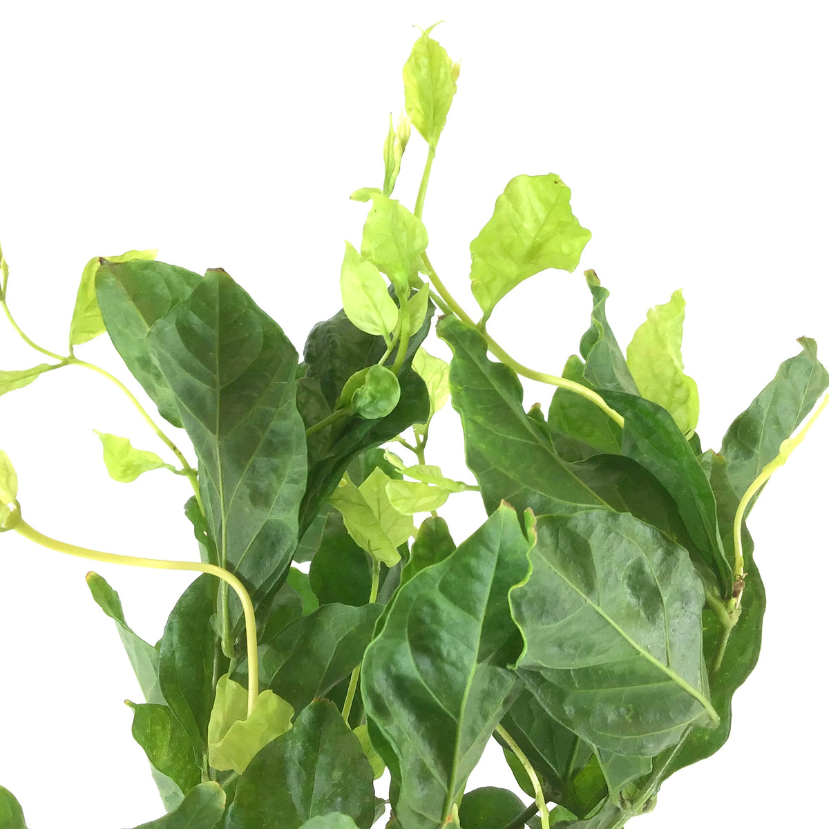 Jasmine, 6in, Belle of India - Floral Acres Greenhouse & Garden Centre